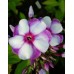 Флокс Phlox Маргри